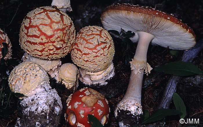 Amanita muscaria f. flavivolvata = Amanita muscaria var. muscaria f